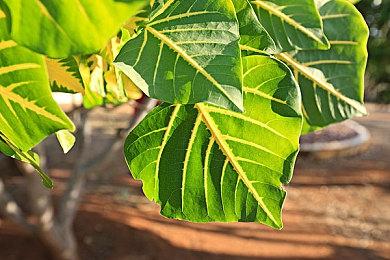 AMD中国台湾：买RX 6000系列显卡也送《星空》